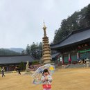 [여행가는 달 후기] 한국관광공사 후원 수원 출발 평창 버스여행 – 대관령 양떼목장, 월정사, 허브나라