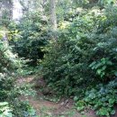 제지기오름 이미지