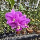Cattleya nobilior f.rubra 'Grace'(SuperNova) 이미지