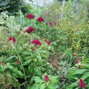 맨드라미 화단 이미지