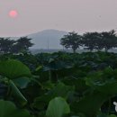 연꽃테마파크 이미지