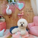 비숑이즈 이미지