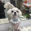 남창애견샵 복실강아지 이미지