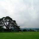 상주 상현리 반송 이미지