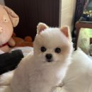 우리 가나디 폼피츤데 약간 이런 큰 폼피츠라 생각 햇거든? 더 클거라고 해서 이미지