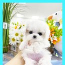 생활미용 | 태백강아지무료분양 미니핀