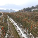 전두간척지 이미지