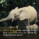 `Netizen 신비 동물의 왕국` 2019. 8. 11(일요특집) 이미지