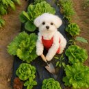 한아름농장 | 🌱아파트 베란다 텃밭 도전기! 회사 언니 덕분에 시작한 작은 농장🍅🌶
