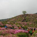 황매산 안개속의 철쭉꽃 풍경 이미지