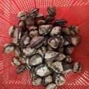 12월15일ㆍ함평 새꼬막,삼치,참조기 구매적기 (6석,7석,파조기),잡어 이미지