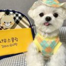 매일봄 이미지