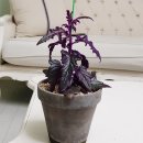 피네패션