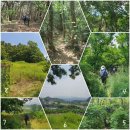 대경로 소나무 이미지