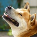 아름다운 개 이미지