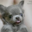 24시동물병원 이미지