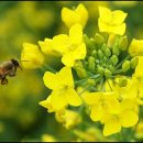 분당-197 이미지