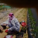 허춘농장 이미지