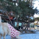 GPS 애견학교 이미지