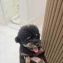 멍뭉이샵 이미지