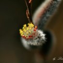 버들강아지 이미지