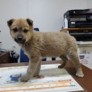 염색공단천로 노트펫