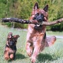 반려동물과함께하는#설렘 이미지