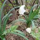 바람꽃뜰 이미지