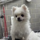 아프지말게 동물병원 이미지