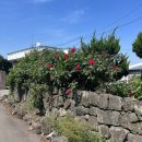 레스빠스 이미지