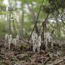 수정-53 이미지