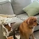 모두의 댕댕이 이미지