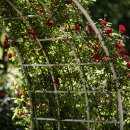 서천 장미공원 이미지