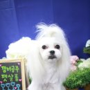 사랑펫살롱 이미지