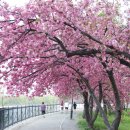 ^Under the Cherry Blossom Tree^ 이미지