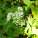 함백산 야생화 축제 이야기 이미지