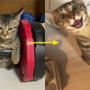포커캣