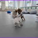 잘어울리개 이미지