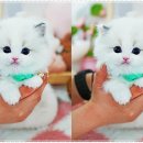 강남고양이분양 스타돌스 이미지