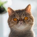 샤인고양이메디컬센터 이미지