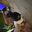 퇴사하고 혼자 떠나는 태국 :: 6일차 치앙마이