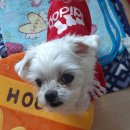 해피아지 이미지