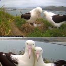 알바트로스 이미지