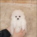 요기요기샵 이미지