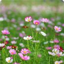 노일리(소리마당 지나서 강변) | 생의 첫 가을 운동회