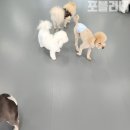 아지트 포 독 이미지