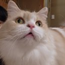 멍때리는 고양이 | 신촌 카페 추천 고양이 다락방 힐링 후기