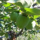 영암햇살농장 이미지