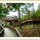 솔향수목원(솔숲광장) 이미지