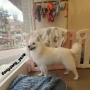 모니카애견 네이버블로그